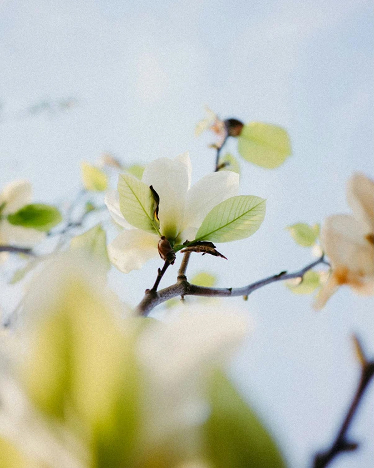 Natural fragrance inspiration in blossom