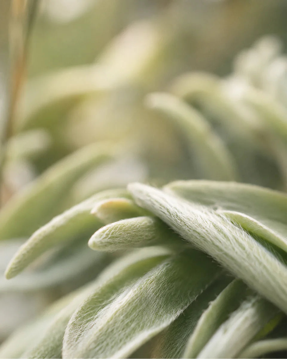 Hilton White Tea No. 12 fragrance mood inspiration; not an ingredient list