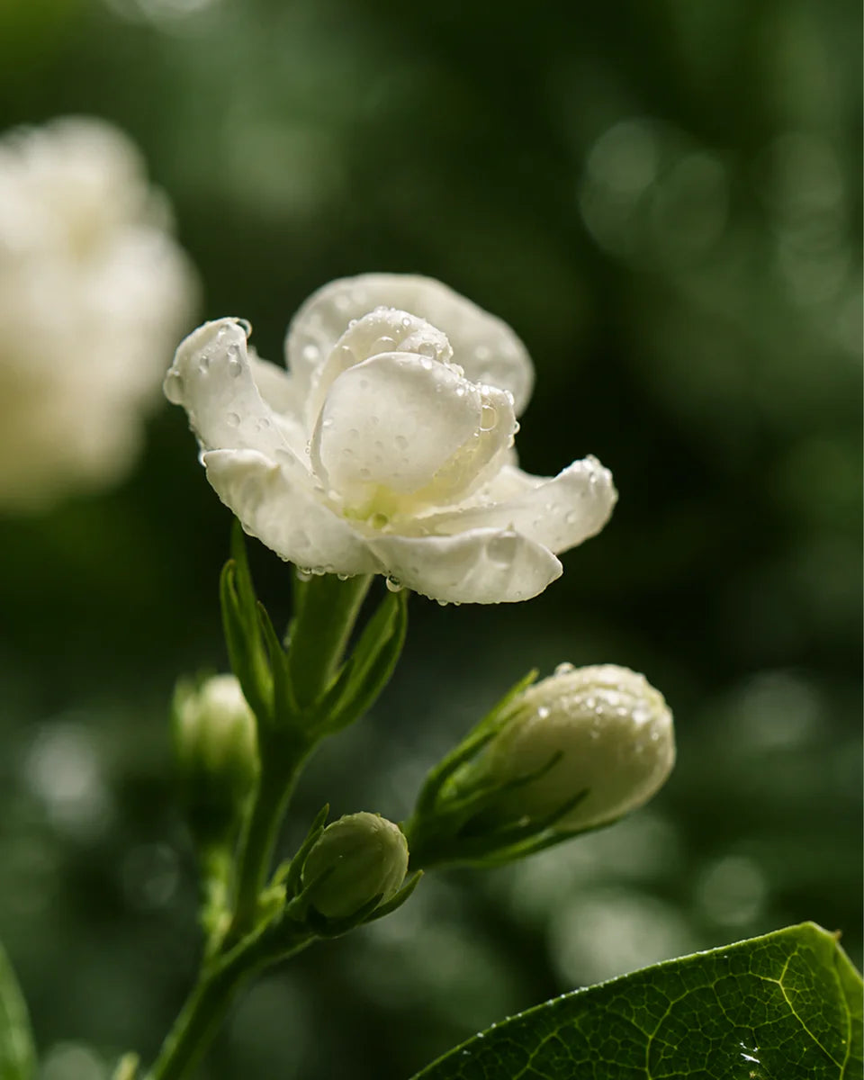 Gardenia No. 16 fragrance mood inspiration; not an ingredient list