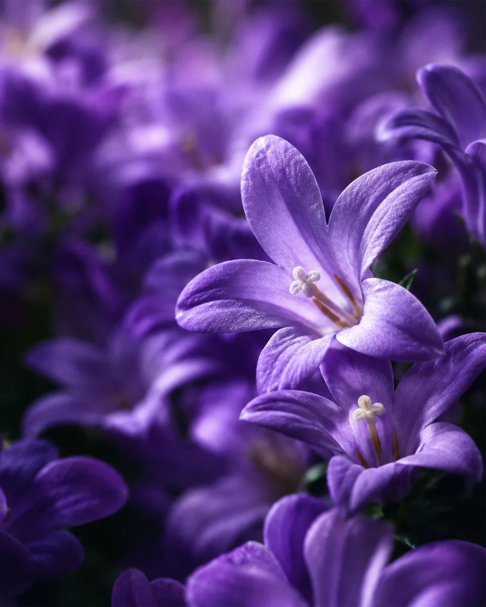 Lavender No. 19 fragrance mood inspiration; not an ingredient list