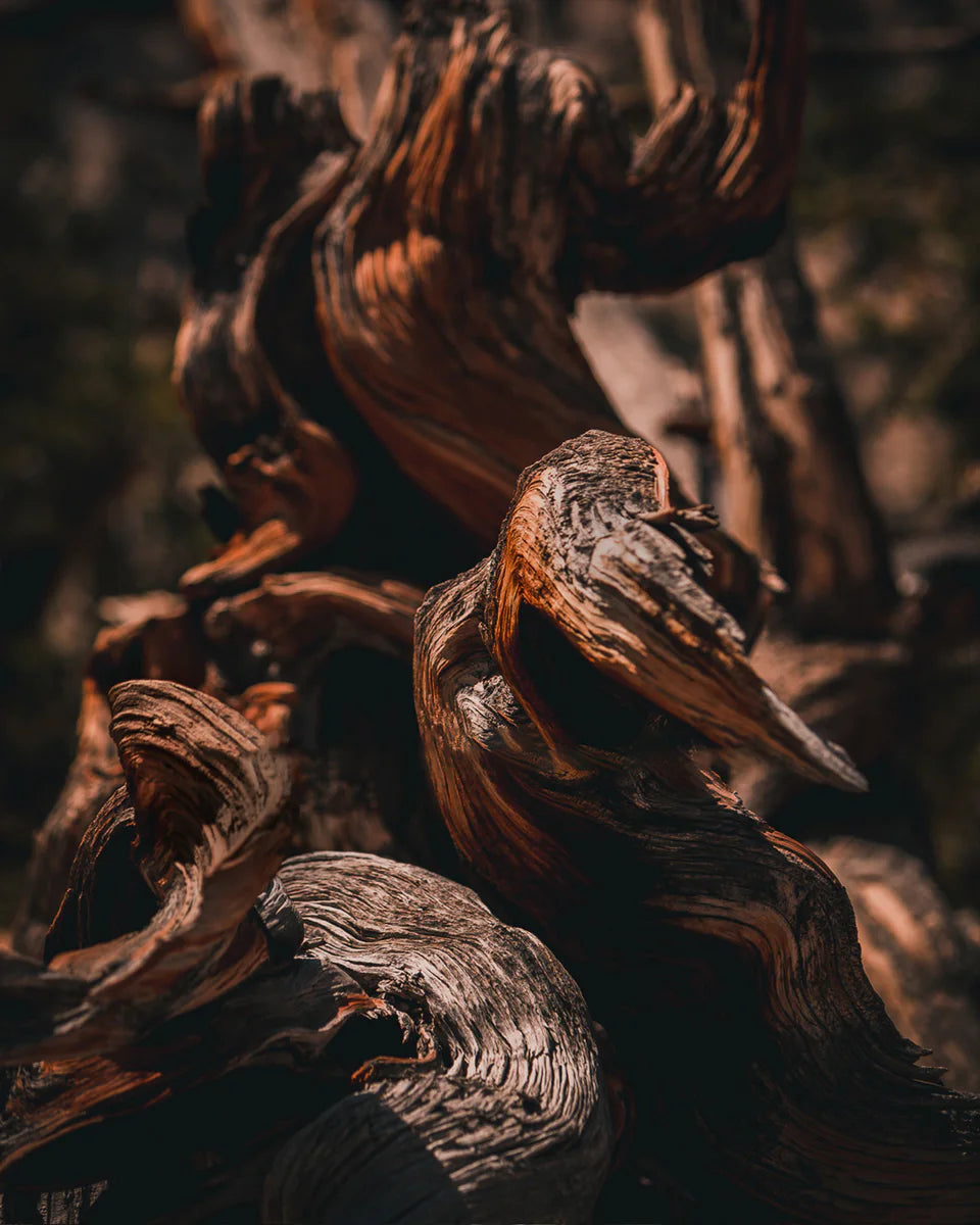 Ebony Agarwood No. 30 fragrance mood inspiration; not an ingredient list