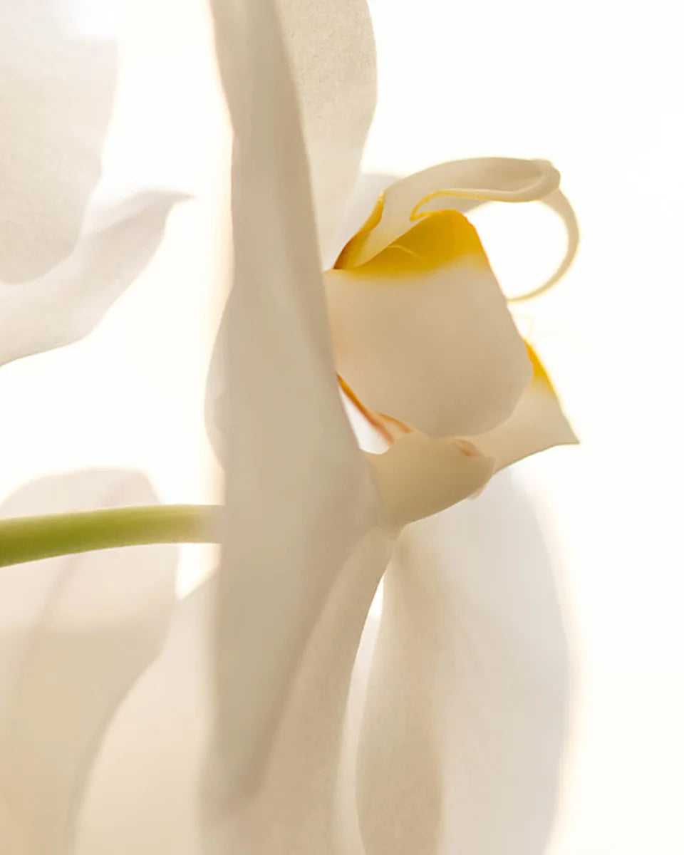 Bluebell No. 31 fragrance mood inspiration; not an ingredient list