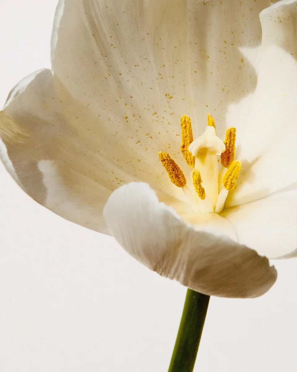 Freesia No. 65 fragrance mood inspiration; not an ingredient list