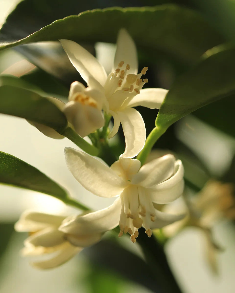 Green Encounter No. 68 fragrance mood inspiration; not an ingredient list