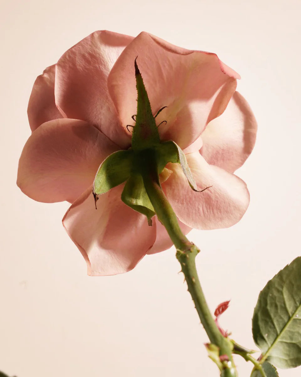 Rose No. 77 fragrance mood inspiration; not an ingredient list
