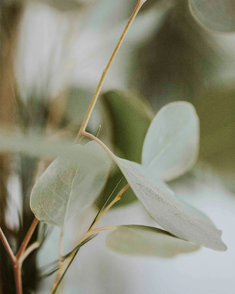 Shangri-La No. 79 fragrance mood inspiration; not an ingredient list